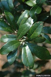 Tree Identification - Gardening Solutions - University of Florida, Institute of Food and ...