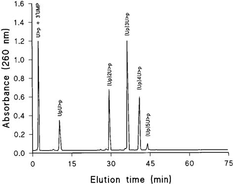 Reversed Phase HPLC Elution Profile Of Oligouridylic Acids Up N U P