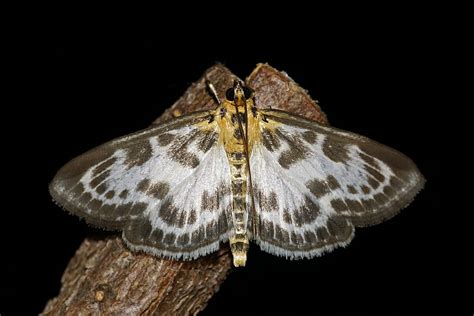 Anania Hortulata Syn Eurrhypara Hortulata Brennnesselz Nsler