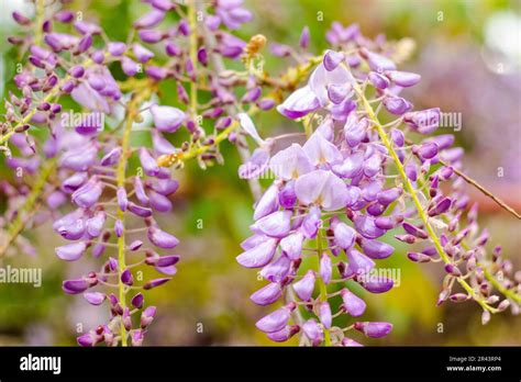 Chinese Wisteria In Yard Purple Flowers Stock Photo Alamy