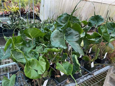 Alocasia Macrorrhiza Stingray Vintage Green Farms With Tom Piergrossi