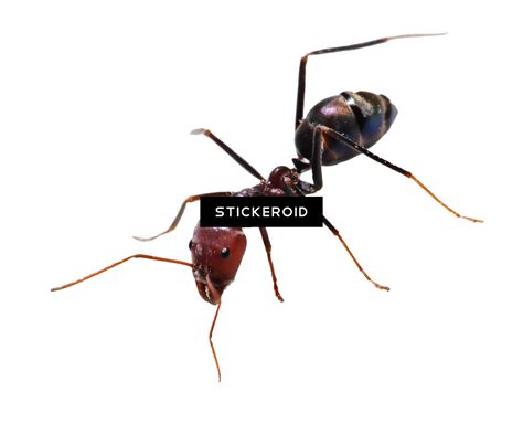 Download Ant Ants Insects Transparent Background Ant Png Png