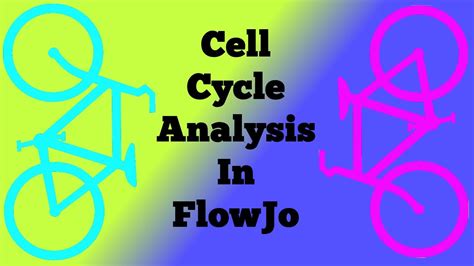 Cell Cycle Analysis In Flowjo Youtube