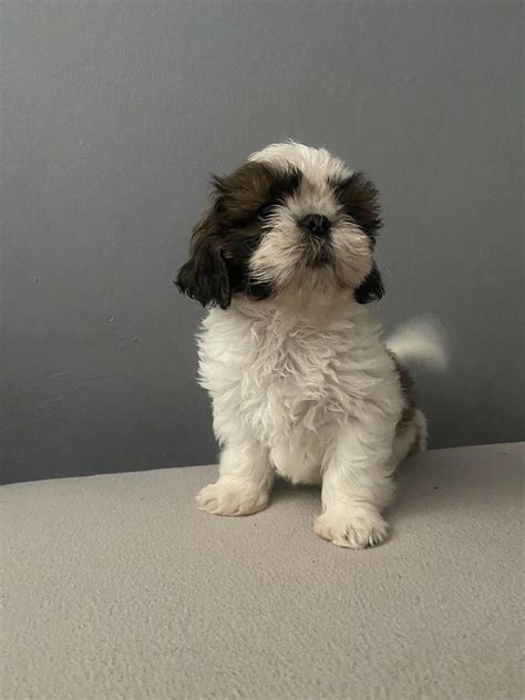 Kochaj Ca Suczka Shih Tzu Gotowa Na Nowy Dom Szyd Owiec Olx Pl