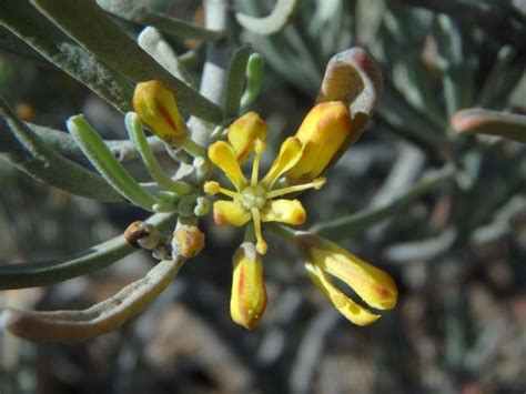 Neochamaelea Pulverulenta Arbusto Que Contrasta Con Otras Especies