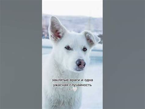 Пока бьется сердце - Дженнифер Хартманн #книга #книжныйблог #книги # ...