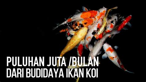 Sukses Hasilkan 60 Juta Perbulan Dari Budidaya Ikan Koi Profil Petani