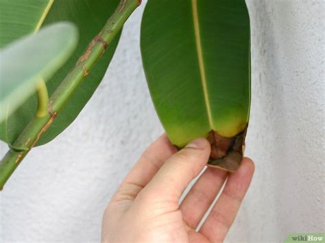 Cómo cuidar un ficus 3 pasos con fotos wikiHow