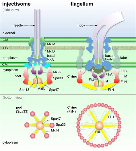 Visualization Of The Type III Secretion Sorting Platform Of Shigella