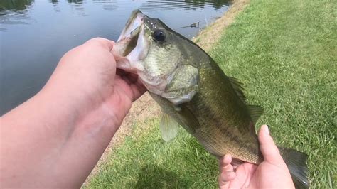 Fishing For Giant Bass In Private Pond YouTube