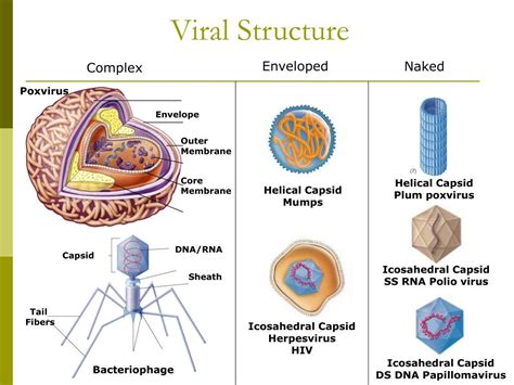 Ppt Microbiology Powerpoint Presentation Free Download Id2937594