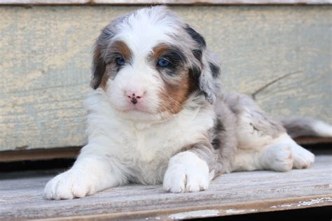 Female Merle Tri Bernedoodle