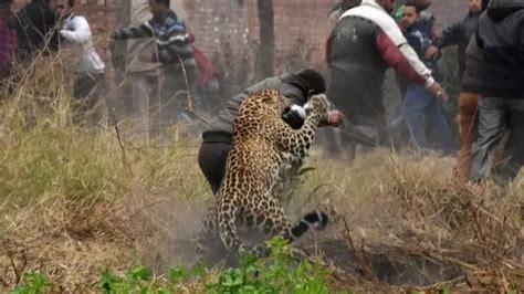 Serangan Macan Tutul Meningkat Tapi Apakah Binatang Ini Menolong