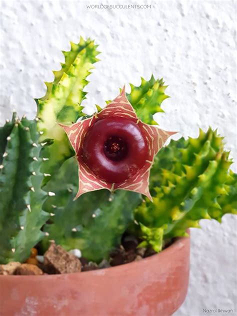 Huernia Zebrina Variegata Blog De Cactus Y Suculentas