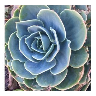 Sementes De Suculentas Azul Echeveria Peacockii Shopee Brasil