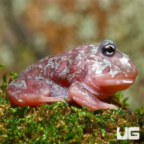 MUTANT NEON CLOWN PACMAN FROGS FOR SALE Reptiles For Sale