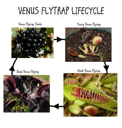 Venus Flytrap #venusflytrap #lifecycle | Venus fly trap, Venus, Venus ...