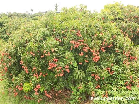 A Guide to Lychee Tree (Litchi chinensis) - Level Up Garden