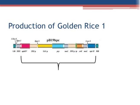 Elite Crop Golden Rice