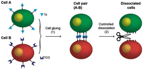 Bioconjugate Chemistry Vol 27 No 11