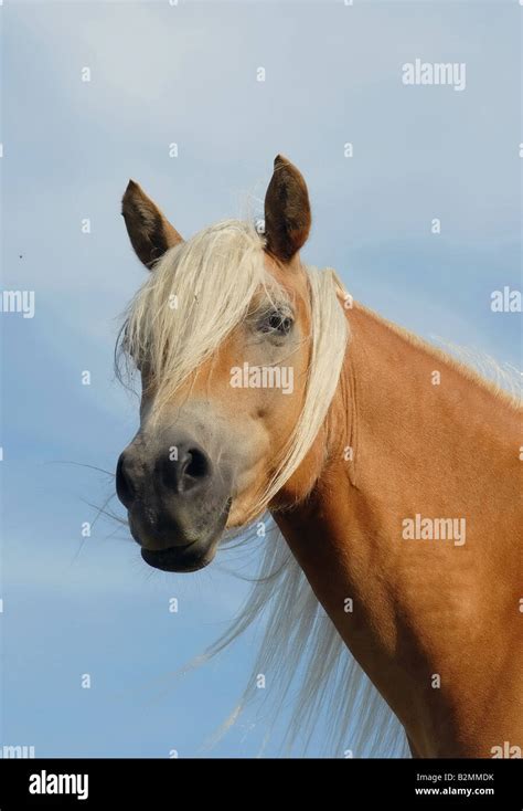 Haflingerhorse Haflingerpferd Funny Haflinger Horse Stock Photo Alamy