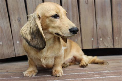 Shaded Cream Long Hair Male Dachshund Cream Dachshund Long Haired