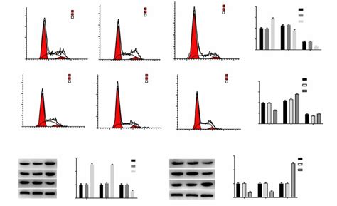 Lncrna Uca1 Promoted Cell Cycle Procession In Hxo Rb44 And Y79 Cells