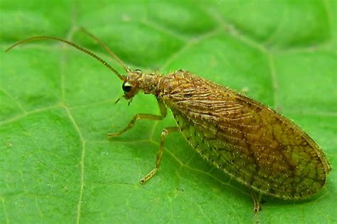 Brown Lacewings Micromus Angulatus Bugguide