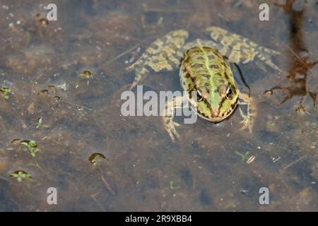 Rana De Pantano Rana Ridibunda Verdosa Con Manchas Oscuras En El