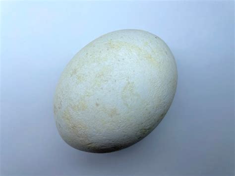 Harpy Eagle Replica Bird Egg Etsy