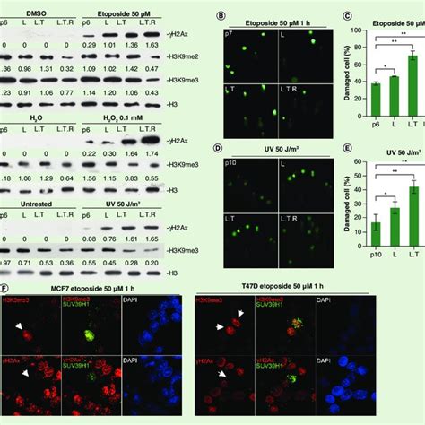 Pdf Epigenomic Analysis In A Cell Based Model Reveals The Roles Of