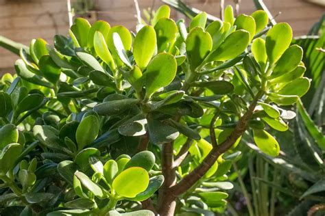 Cómo Hacer Florecer Un Árbol De Jade