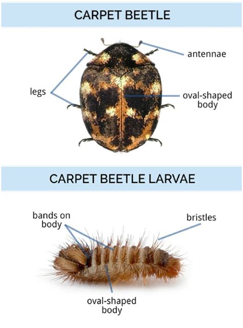 How To Get Rid Of Carpet Beetle Larvae Naturally Uk | www.resnooze.com