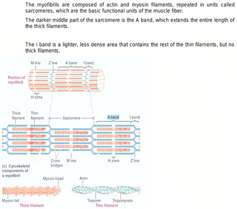 What Is Sarcomere And What Are Its Components Give A Neat And Clean Diagram