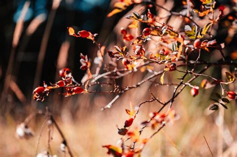 Arbusto De Escaramujo Salvaje De Brezo En La Naturaleza Foto Premium