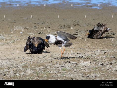 Mating Behaviour Male Ruffs In Hi Res Stock Photography And Images Alamy