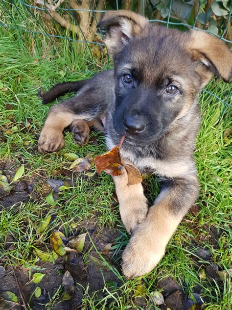 Deutsche Sch Ferhunde Welpen Viva Kleinanzeigen