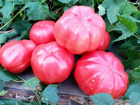 Томат Большой болотный: описание сорта, отзывы, фото | tomatland.ru