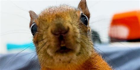 Baby Squirrels Visit Their Rescuer Every Day - Videos - The Dodo