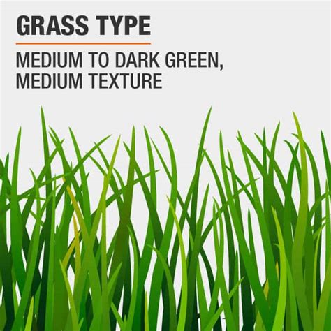 Vigoro Tall Fescue 7 Lbs Grass Seed Blend 100544415 The Home Depot