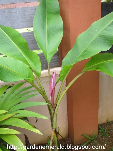 Emerald Garden: Pink Ornamental Banana