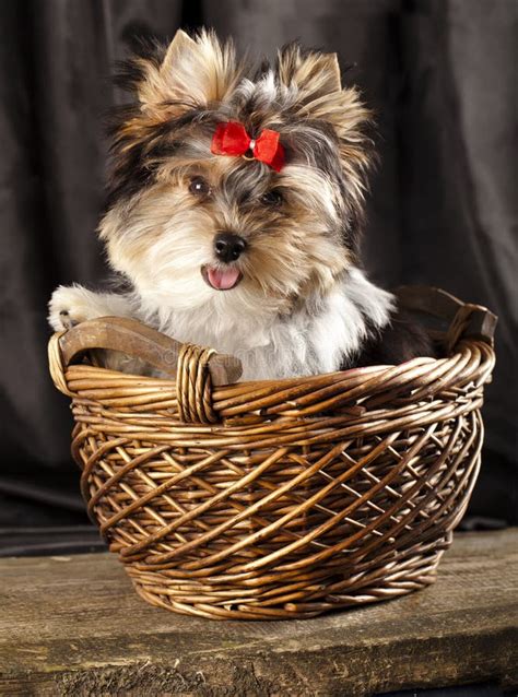 Puppy in basket stock image. Image of hair, purebred - 23224033