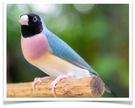 Buy Lady Gouldian Finch Blue Back Online Novan Bird S For Sale