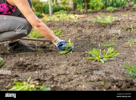 Photo Of Gloved Woman Hand Holding Weed And Tool Removing It From Soil