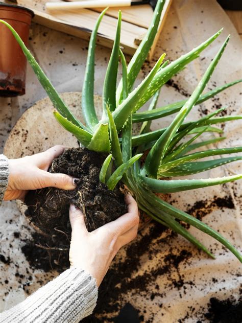 La Coltivazione Dell Aloe Vera In Vaso Fito