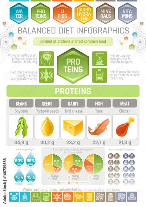Proteins Diet Infographic Diagram Poster Water Protein Lipid