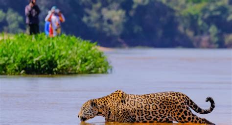 Brazils Pantanal Is The Largest Tropical Wetland And Heres How To Visit