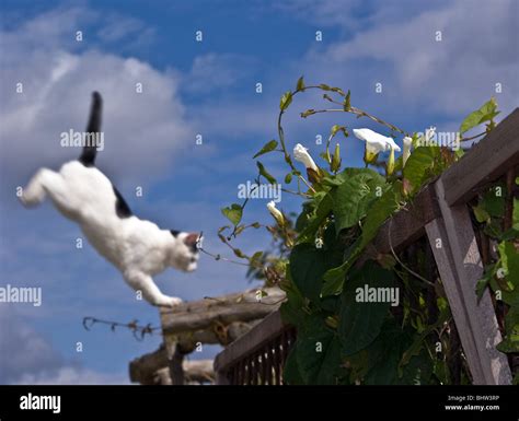 Black Cat Jumping Hi Res Stock Photography And Images Alamy