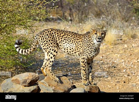 Gepard Namibia Afrika Acinonyx Jubatus Stock Photo Alamy