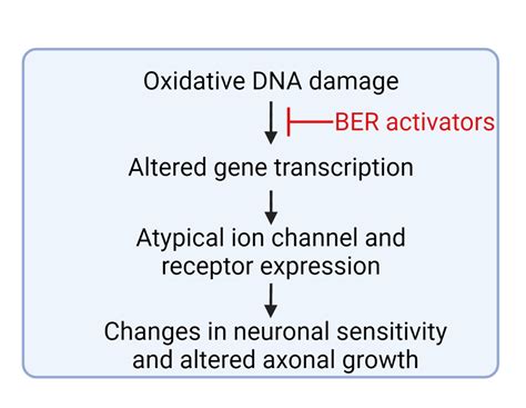 Oxidative DNA Damage A Role In Altering Neuronal Function